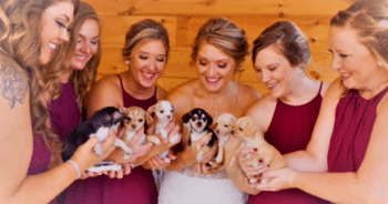 Bridesmaids Trade Bouquets for Rescue Puppies in Heartwarming Wedding Twist