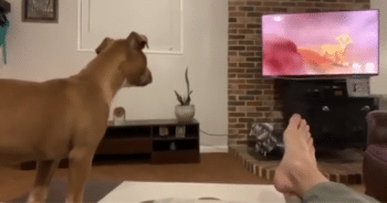 Dog Can’t Contain His Feelings Watching The Lion King’s Saddest Moment