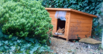 Rescuer Provides Shelter for Fox and Discovers Her Hidden Secret