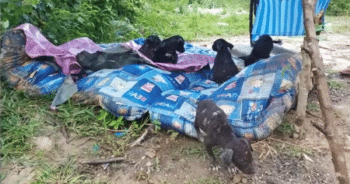 Farmer Discovers the Unexpected Huddling on an Old Blanket by His Home