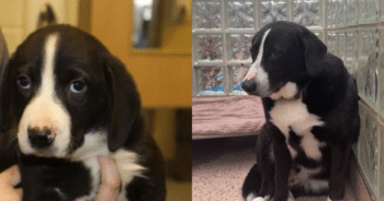 Dog Left Devastated After His Family of 8 Years Walks Away