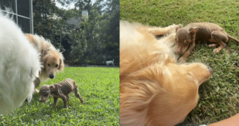 Malnourished Puppy’s Journey from Struggle to Strength Thanks to Her Dog Sibling