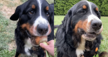 Bernese Mountain Dog Masters Adorable “Farm to Mouth” Gardening Technique