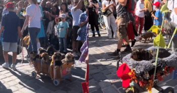 Adorable Sausage Dogs Take Over Germany in the Spectacular Dackelparade