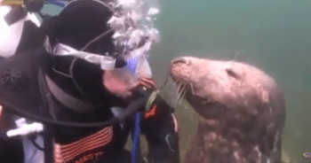 Friendly Seal Surprises Diver with an Adorable Underwater Belly Rub Request