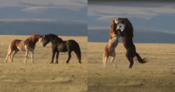 Wild Mustang’s Reunion with His Only Love Is a Story You Won’t Forget