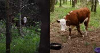 Cow on the Run From Slaughterhouse Finds Peace and Friendship with a Family of Deer