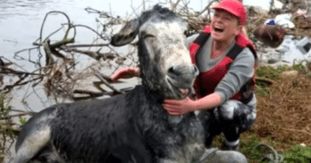 Flooded Donkey’s Rescue Ends with a Thank You That Has Everyone Laughing