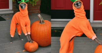 Meet the Skinniest Pumpkin in the Patch and See Her Adorable Photoshoot