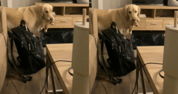 Watch This Golden Retriever Pack His Owner’s Suitcase with Love and Toys