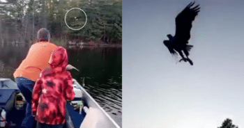 Bald Eagle’s Stunning Midair Catch Shows Alaska’s Wild Beauty