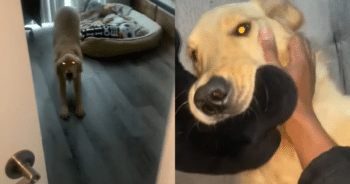 Guard Duty Gone Hilariously Wrong: Golden Retriever Style