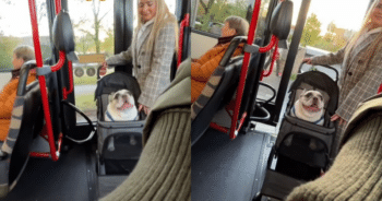 This French Bulldog’s Bus Ride Play-by-Play Is Simply Priceless