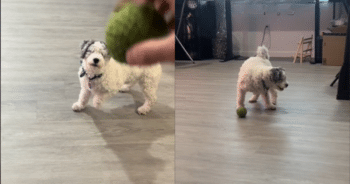 Blind Dog Learns to Play Fetch and Proves Anything Is Possible