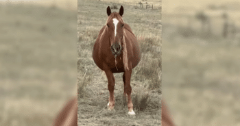 Horse’s Missed Breakfast Leads to a Stunning 1 in 10,000 Birth Discovery