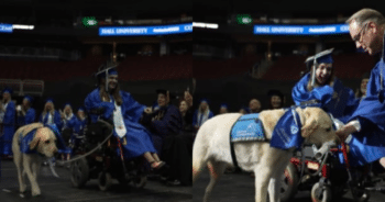 Loyal Service Dog Earns Honorary Degree After Supporting Owner in College