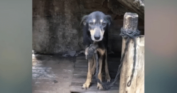 Heartbreaking Tale of a Dog Tied for 7 Years Ends in a Joyful Rescue