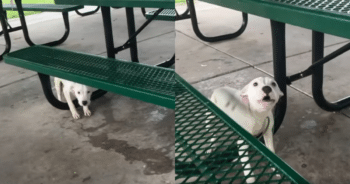 Puppy Tied to Picnic Table in the Rain Finds Love Through Rescue