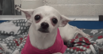 Abandoned Chihuahua’s Sad Start Turns into a Happy Ending