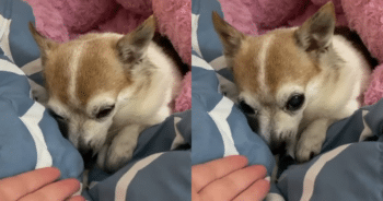 Senior Dog Left Struggling on the Street Discovers Love and Care in a New Friend