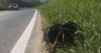 Dog Curled Up in Fear After Highway Abandonment Holds a Big Secret