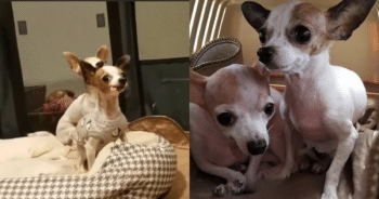 Two Chihuahuas, One Incredible Bond That Will Leave You Smiling