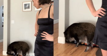 Watch a Pig’s Sassy Tantrum Every Time Mom Denies Him