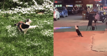 First Snowfall Leaves These Kitties in Awe, and It’s Absolutely Precious