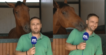 Reporter Struggles Through Live Segment as Horse Hams It Up for the Camera