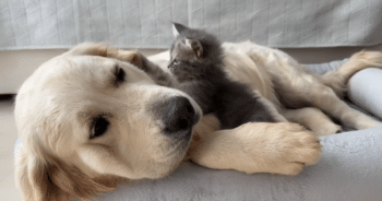 Golden Retriever and Kitty Share the Sweetest Snuggles in a Bed Sized for Two