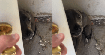 Dog Discovered Locked in Storage Room, Starving After Owners Abandoned Him