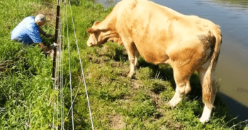 Cow’s Bizarre Behavior Turns Out to Be More Than Meets the Eye