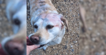 Mom Cracks the Case of Her Dog’s Unexpectedly Purple Fur