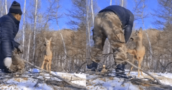 Wild Doe Waits for Rescue and Shows Her Gratitude in the Sweetest Way