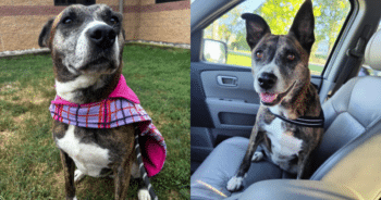 Patient Shelter Dog Finds Her Forever Family After 6 Years of Waiting