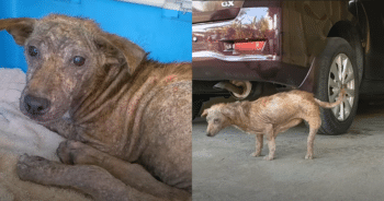 Dog with ‘Backwards Legs’ and Mange Overcomes Fear and Blossoms After Rescue