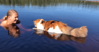 Maine Coon Proves Cats Can Love Water, Swimming Straight to Her Owner