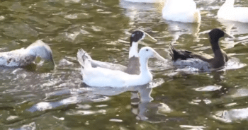 After a Life of Neglect, Ducks See Water for the First Time in Stunning Moment