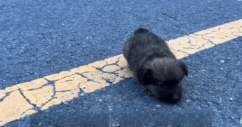 Puppy Dumped in the Middle of the Road Touches Hearts with Pleas for Help