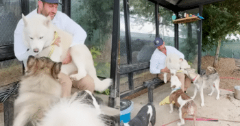 Planned 5-Dog Rescue Turns into 6 When a Special Pup Steals the Show