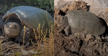 Family’s Yard Becomes the Stage for a Surprising Encounter with a Giant Snapping Turtle