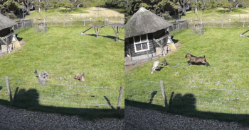 Chicken Saved by Her Barnyard Besties: Goat and Rooster to the Rescue