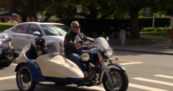 Shelter Dog Finds Freedom and Adventure in a Motorcycle Sidecar