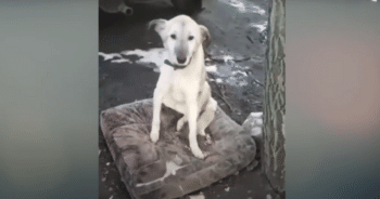 Faithful Dog Abandoned by Owner Refuses to Give Up Waiting