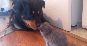 Kitten Comes Up with the Sweetest Strategy to Win Over a Rottweiler