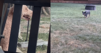 Herding Instincts Kick In as Blue Heeler Mistakes Poodle Friend for a Sheep