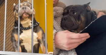 Sweet Rescued Dog with a Rough Start Craves Hugs from His Mom