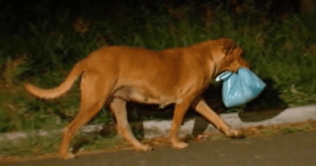 Adopted Street Dog’s Mysterious Nighttime Escapes Reveal a Heartwarming Secret