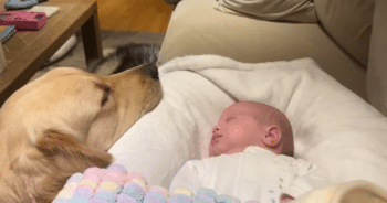 Golden Retriever Becomes a Protective Big Brother to Newborn Baby