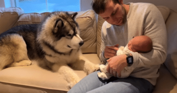 Giant Husky Greets His Tiny Human Brother in the Most Adorable Way